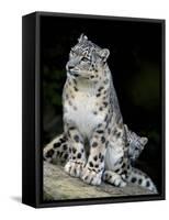 Snow Leopard, Uncia Uncia, Panthera Uncia, Nepal-Andres Morya Hinojosa-Framed Stretched Canvas
