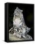 Snow Leopard, Uncia Uncia, Panthera Uncia, Nepal-Andres Morya Hinojosa-Framed Stretched Canvas