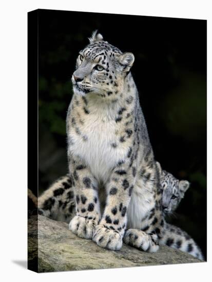 Snow Leopard, Uncia Uncia, Panthera Uncia, Nepal-Andres Morya Hinojosa-Stretched Canvas