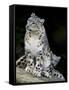 Snow Leopard, Uncia Uncia, Panthera Uncia, Nepal-Andres Morya Hinojosa-Framed Stretched Canvas