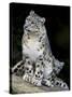 Snow Leopard, Uncia Uncia, Panthera Uncia, Nepal-Andres Morya Hinojosa-Stretched Canvas