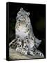 Snow Leopard, Uncia Uncia, Panthera Uncia, Nepal-Andres Morya Hinojosa-Framed Stretched Canvas