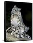 Snow Leopard, Uncia Uncia, Panthera Uncia, Nepal-Andres Morya Hinojosa-Framed Stretched Canvas