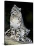 Snow Leopard, Uncia Uncia, Panthera Uncia, Nepal-Andres Morya Hinojosa-Stretched Canvas