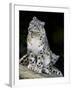 Snow Leopard, Uncia Uncia, Panthera Uncia, Nepal-Andres Morya Hinojosa-Framed Premium Photographic Print