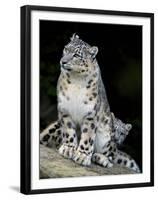 Snow Leopard, Uncia Uncia, Panthera Uncia, Nepal-Andres Morya Hinojosa-Framed Premium Photographic Print