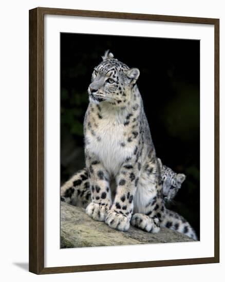 Snow Leopard, Uncia Uncia, Panthera Uncia, Nepal-Andres Morya Hinojosa-Framed Premium Photographic Print
