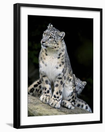 Snow Leopard, Uncia Uncia, Panthera Uncia, Nepal-Andres Morya Hinojosa-Framed Premium Photographic Print