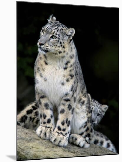 Snow Leopard, Uncia Uncia, Panthera Uncia, Nepal-Andres Morya Hinojosa-Mounted Premium Photographic Print