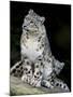 Snow Leopard, Uncia Uncia, Panthera Uncia, Nepal-Andres Morya Hinojosa-Mounted Premium Photographic Print