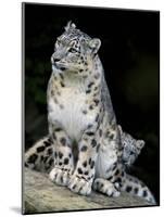 Snow Leopard, Uncia Uncia, Panthera Uncia, Nepal-Andres Morya Hinojosa-Mounted Photographic Print