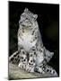 Snow Leopard, Uncia Uncia, Panthera Uncia, Nepal-Andres Morya Hinojosa-Mounted Photographic Print