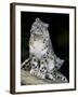 Snow Leopard, Uncia Uncia, Panthera Uncia, Nepal-Andres Morya Hinojosa-Framed Photographic Print