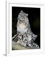 Snow Leopard, Uncia Uncia, Panthera Uncia, Nepal-Andres Morya Hinojosa-Framed Photographic Print