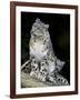 Snow Leopard, Uncia Uncia, Panthera Uncia, Nepal-Andres Morya Hinojosa-Framed Photographic Print