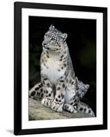 Snow Leopard, Uncia Uncia, Panthera Uncia, Nepal-Andres Morya Hinojosa-Framed Photographic Print
