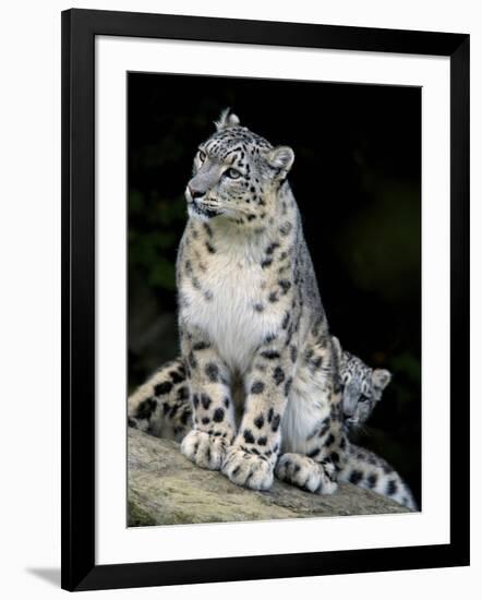 Snow Leopard, Uncia Uncia, Panthera Uncia, Nepal-Andres Morya Hinojosa-Framed Photographic Print