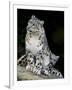 Snow Leopard, Uncia Uncia, Panthera Uncia, Nepal-Andres Morya Hinojosa-Framed Photographic Print