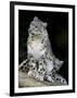 Snow Leopard, Uncia Uncia, Panthera Uncia, Nepal-Andres Morya Hinojosa-Framed Photographic Print