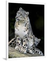 Snow Leopard, Uncia Uncia, Panthera Uncia, Nepal-Andres Morya Hinojosa-Framed Photographic Print