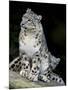 Snow Leopard, Uncia Uncia, Panthera Uncia, Nepal-Andres Morya Hinojosa-Mounted Photographic Print