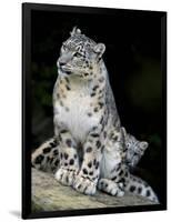 Snow Leopard, Uncia Uncia, Panthera Uncia, Nepal-Andres Morya Hinojosa-Framed Photographic Print