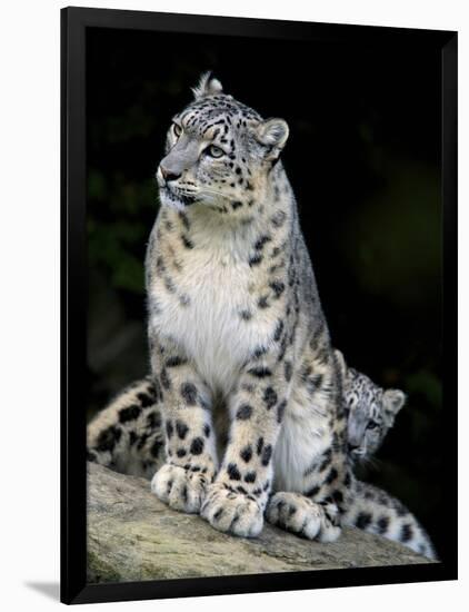 Snow Leopard, Uncia Uncia, Panthera Uncia, Nepal-Andres Morya Hinojosa-Framed Photographic Print