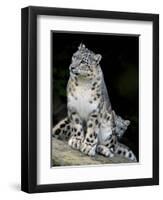 Snow Leopard, Uncia Uncia, Panthera Uncia, Nepal-Andres Morya Hinojosa-Framed Premium Photographic Print