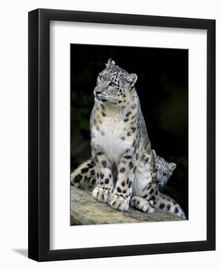 Snow Leopard, Uncia Uncia, Panthera Uncia, Nepal-Andres Morya Hinojosa-Framed Premium Photographic Print