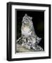 Snow Leopard, Uncia Uncia, Panthera Uncia, Nepal-Andres Morya Hinojosa-Framed Premium Photographic Print