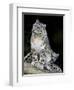 Snow Leopard, Uncia Uncia, Panthera Uncia, Nepal-Andres Morya Hinojosa-Framed Premium Photographic Print