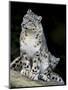 Snow Leopard, Uncia Uncia, Panthera Uncia, Nepal-Andres Morya Hinojosa-Mounted Premium Photographic Print