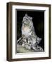 Snow Leopard, Uncia Uncia, Panthera Uncia, Nepal-Andres Morya Hinojosa-Framed Photographic Print