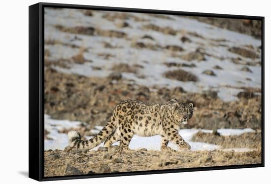 Snow leopard (Uncia uncia) walking, Altai Mountains, Mongolia. March.-Valeriy Maleev-Framed Stretched Canvas