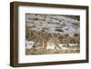 Snow leopard (Uncia uncia) walking, Altai Mountains, Mongolia. March.-Valeriy Maleev-Framed Photographic Print