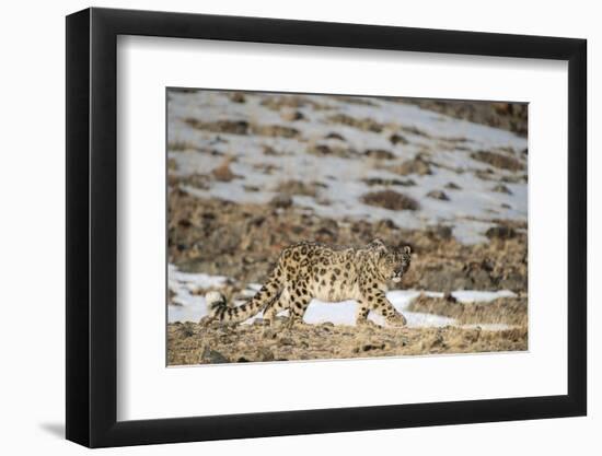 Snow leopard (Uncia uncia) walking, Altai Mountains, Mongolia. March.-Valeriy Maleev-Framed Photographic Print