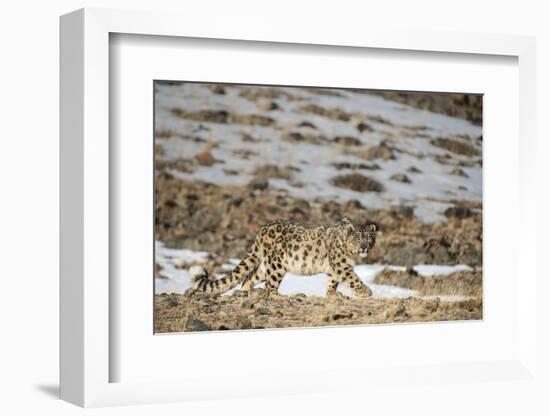 Snow leopard (Uncia uncia) walking, Altai Mountains, Mongolia. March.-Valeriy Maleev-Framed Photographic Print