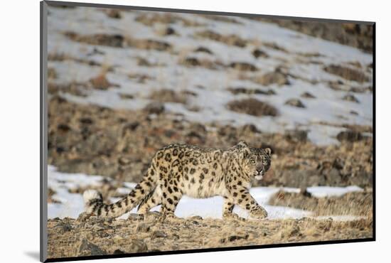 Snow leopard (Uncia uncia) walking, Altai Mountains, Mongolia. March.-Valeriy Maleev-Mounted Photographic Print