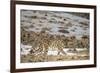 Snow leopard (Uncia uncia) walking, Altai Mountains, Mongolia. March.-Valeriy Maleev-Framed Photographic Print