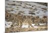 Snow leopard (Uncia uncia) walking, Altai Mountains, Mongolia. March.-Valeriy Maleev-Mounted Photographic Print