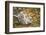 Snow Leopard, Uncia Uncia, Young Animal, Falling, Foliage-David & Micha Sheldon-Framed Photographic Print