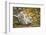 Snow Leopard, Uncia Uncia, Young Animal, Falling, Foliage-David & Micha Sheldon-Framed Photographic Print