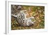 Snow Leopard, Uncia Uncia, Young Animal, Falling, Foliage-David & Micha Sheldon-Framed Photographic Print