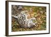 Snow Leopard, Uncia Uncia, Young Animal, Falling, Foliage-David & Micha Sheldon-Framed Photographic Print