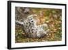 Snow Leopard, Uncia Uncia, Young Animal, Falling, Foliage-David & Micha Sheldon-Framed Photographic Print