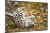 Snow Leopard, Uncia Uncia, Young Animal, Falling, Foliage-David & Micha Sheldon-Mounted Photographic Print