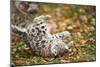 Snow Leopard, Uncia Uncia, Young Animal, Falling, Foliage-David & Micha Sheldon-Mounted Photographic Print