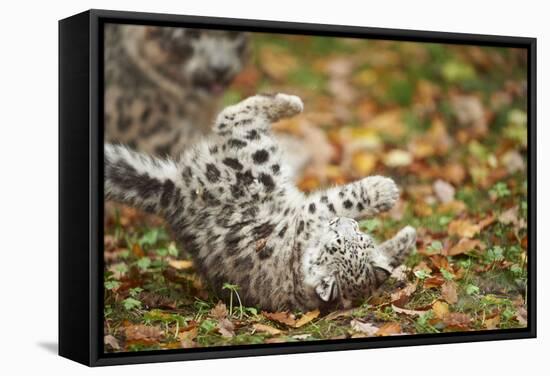 Snow Leopard, Uncia Uncia, Young Animal, Falling, Foliage-David & Micha Sheldon-Framed Stretched Canvas