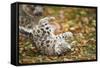 Snow Leopard, Uncia Uncia, Young Animal, Falling, Foliage-David & Micha Sheldon-Framed Stretched Canvas