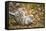 Snow Leopard, Uncia Uncia, Young Animal, Falling, Foliage-David & Micha Sheldon-Framed Stretched Canvas